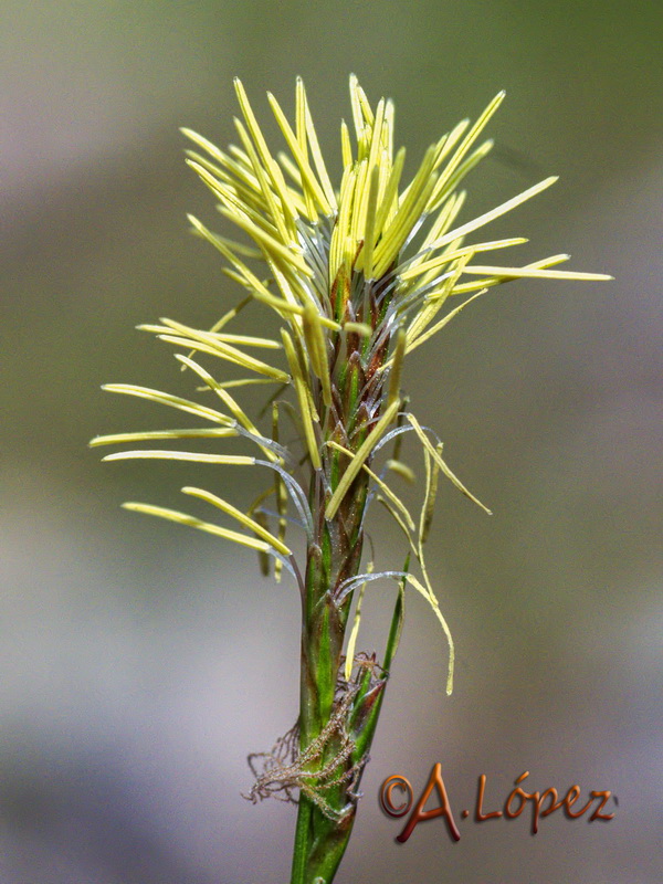 Carex hallerana.03
