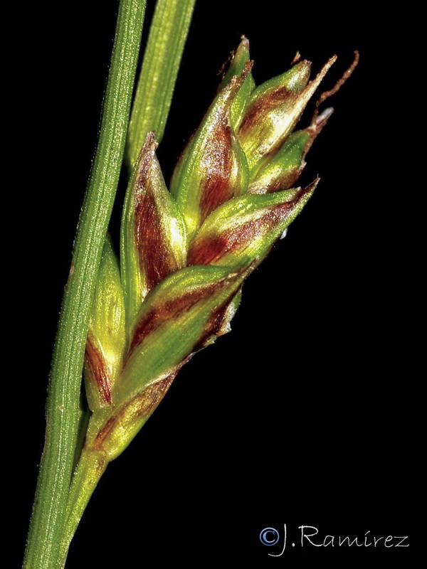 Carex hallerana.06