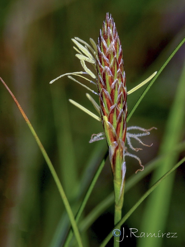 Carex hallerana.08