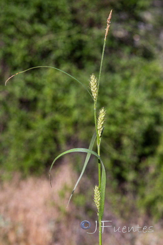 Carex hirta.02