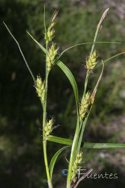 Carex hirta.04