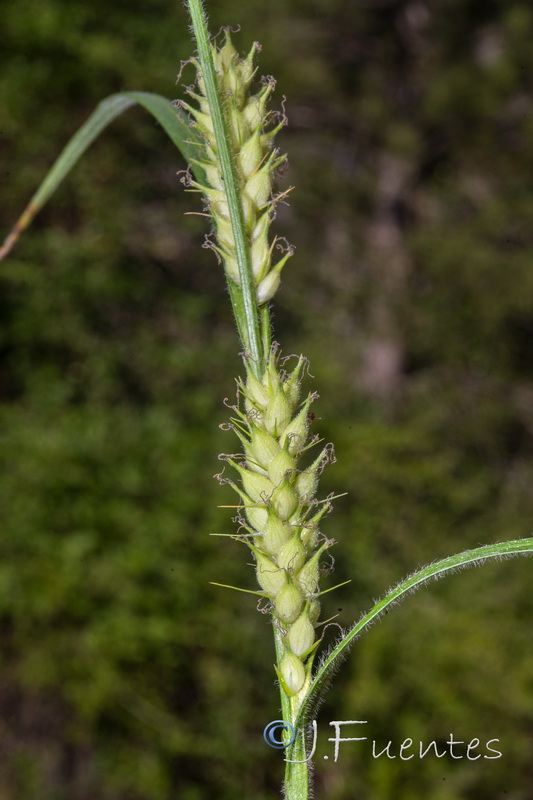 Carex hirta.06