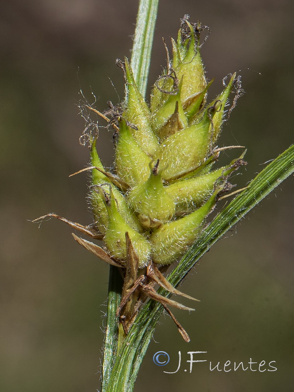 Carex hirta.09