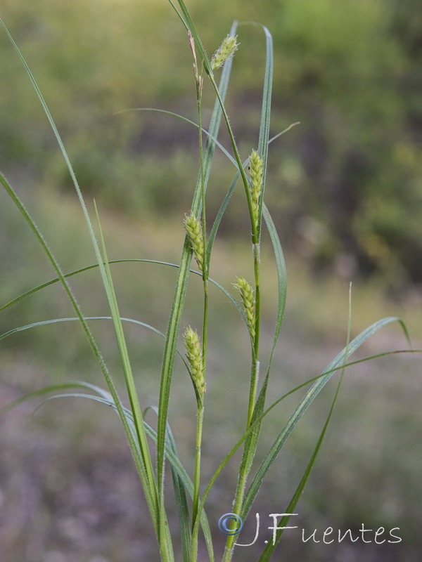 Carex hirta.10