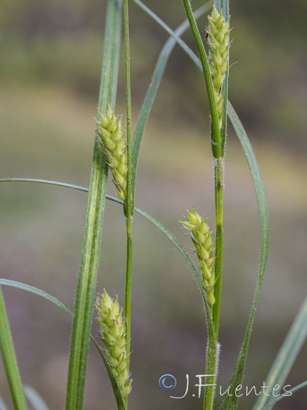 Carex hirta.11