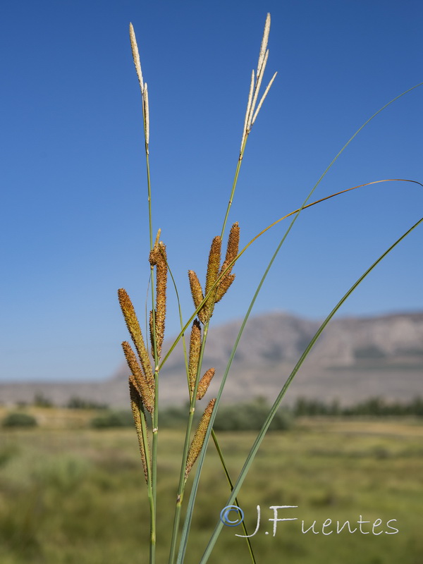 Carex hispida.01