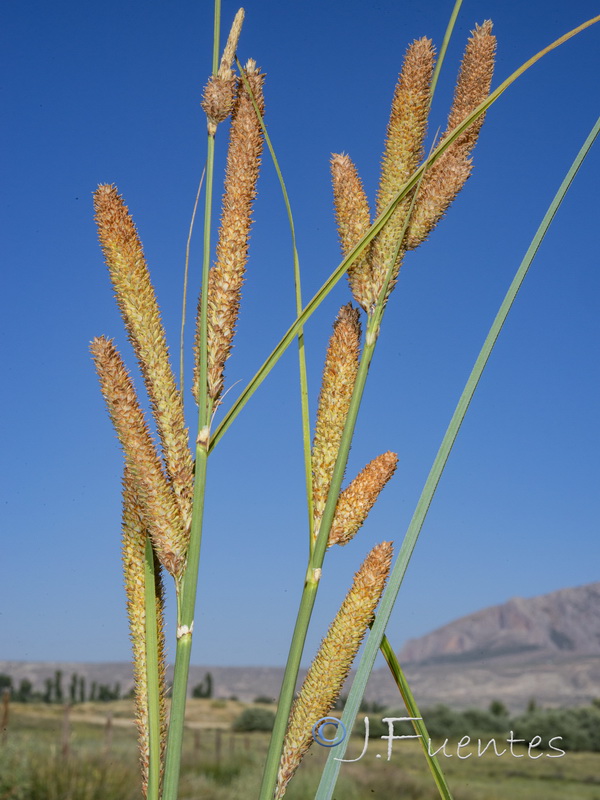 Carex hispida.02