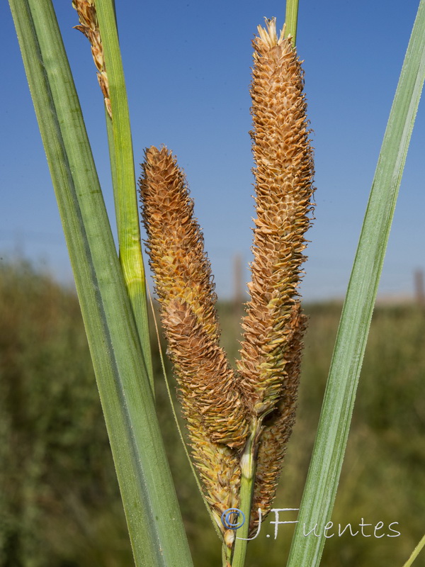 Carex hispida.03