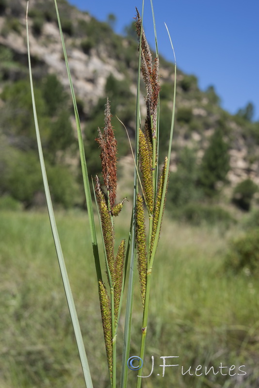 Carex hispida.04