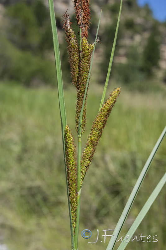 Carex hispida.05