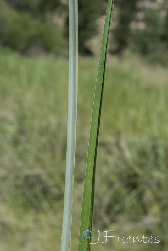 Carex hispida.06