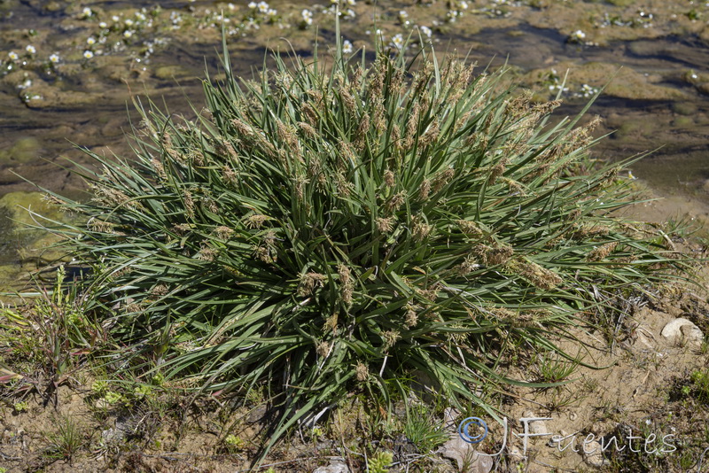 Carex hordeistichos.01