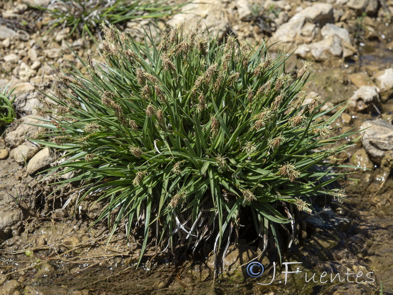 Carex hordeistichos.02