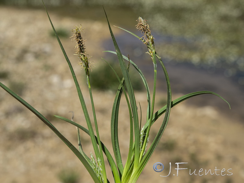 Carex hordeistichos.03