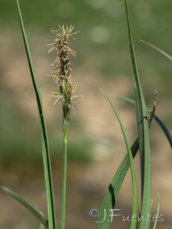 Carex hordeistichos.04