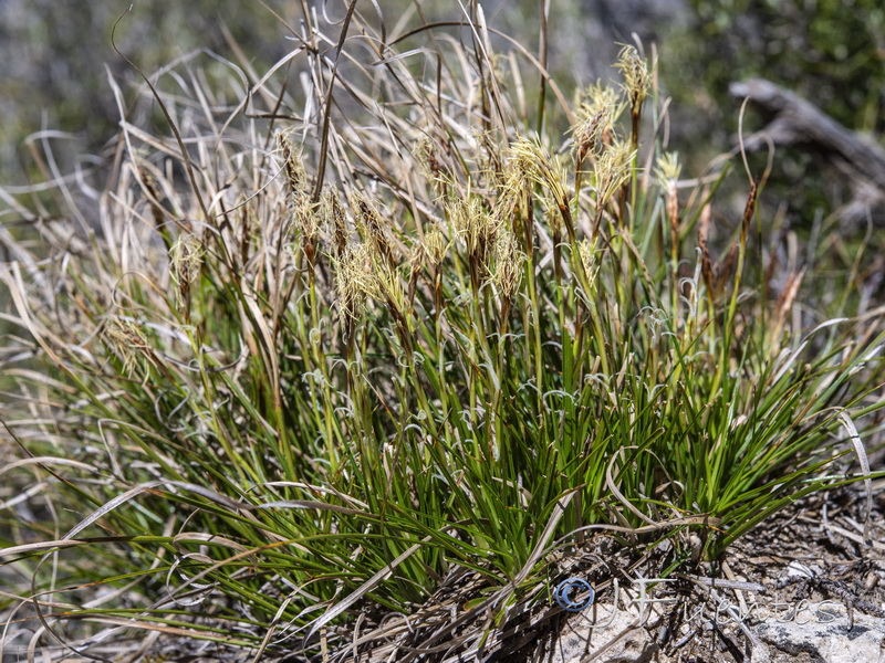 Carex humilis.01