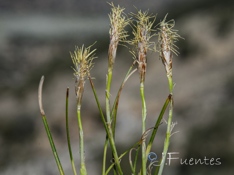 Carex humilis.02