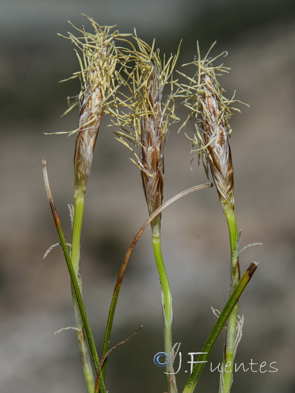 Carex humilis.03