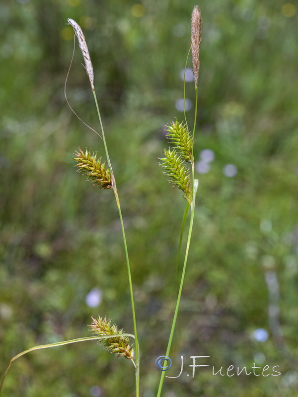 Carex laevigata.01