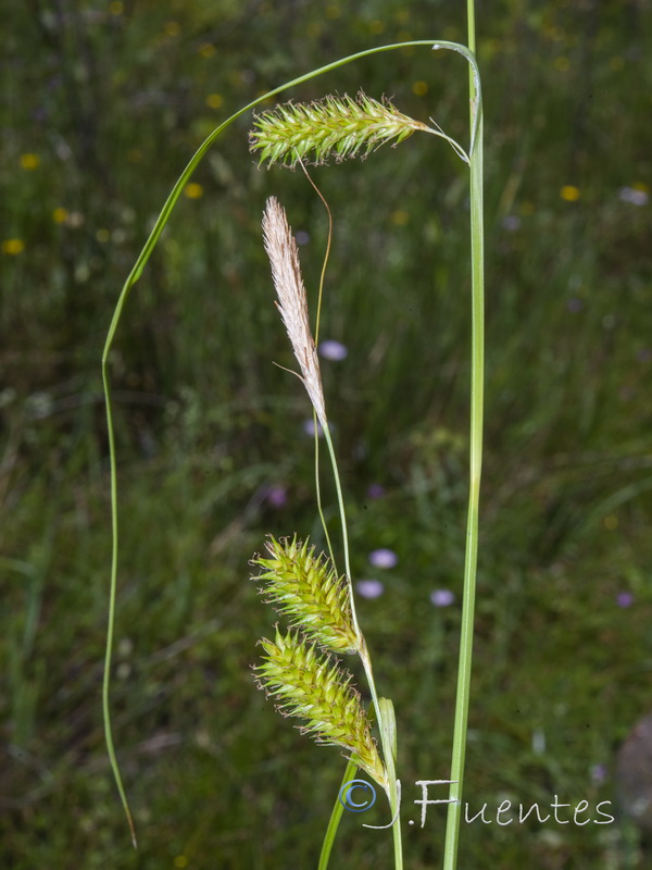 Carex laevigata.02