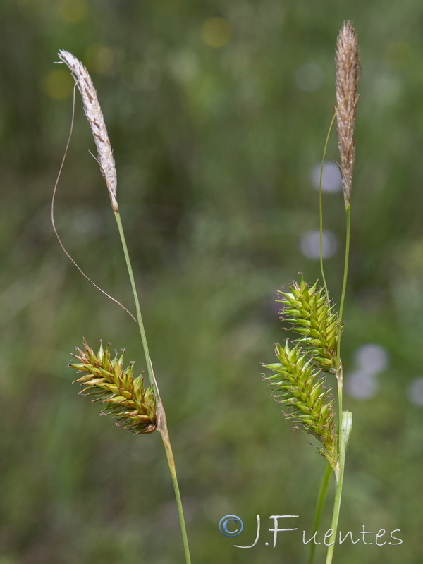 Carex laevigata.03