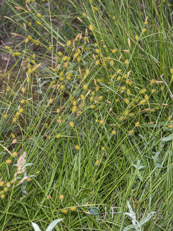 Carex lepidocarpa.01