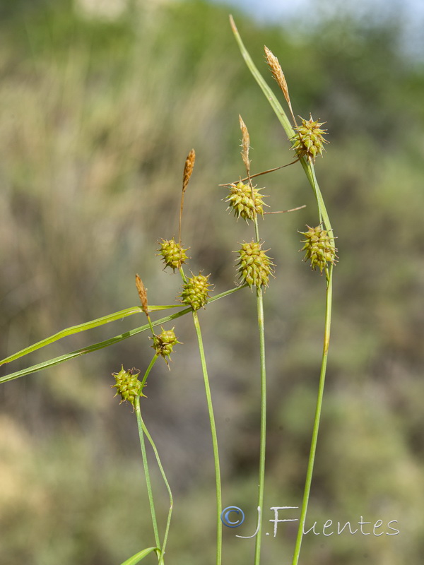 Carex lepidocarpa.02