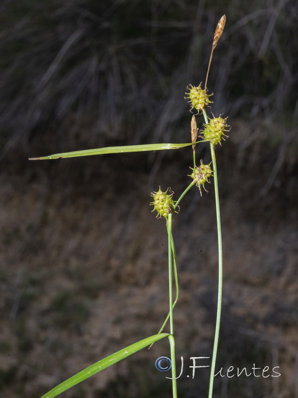 Carex lepidocarpa.03