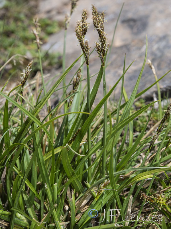 Carex leporina.05