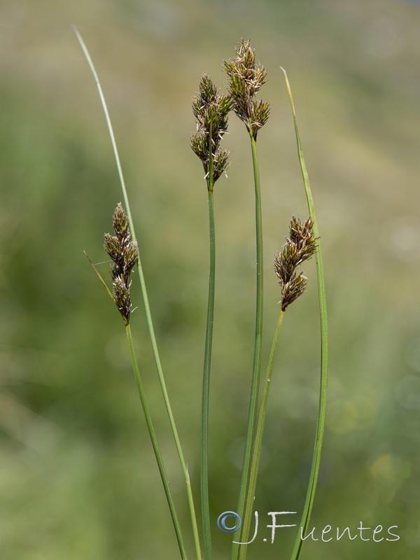 Carex leporina.06