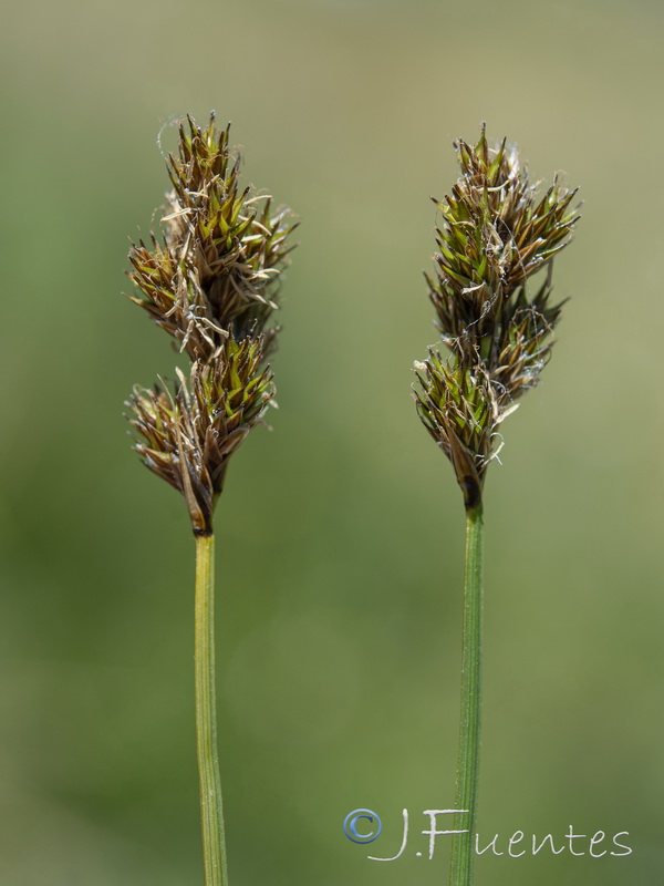 Carex leporina.07