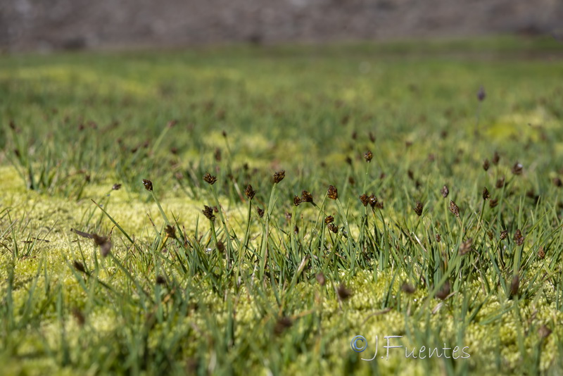 Carex lucennoiberica.01