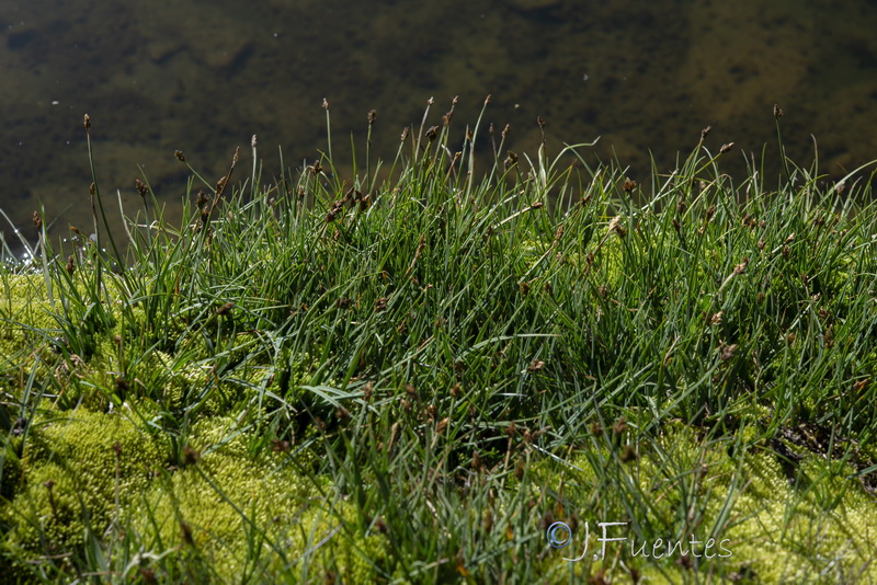 Carex lucennoiberica.02