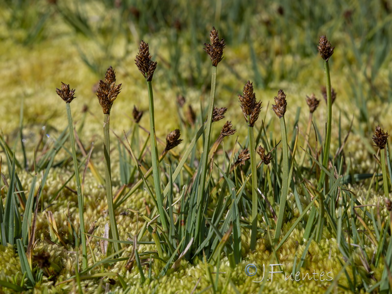 Carex lucennoiberica.03