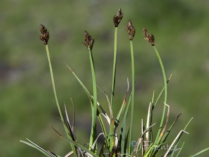 Carex lucennoiberica.04