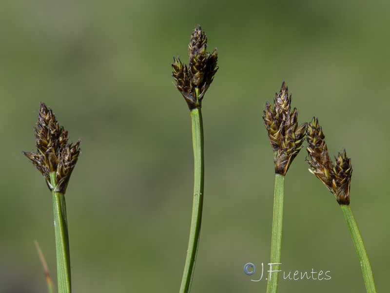 Carex lucennoiberica.06