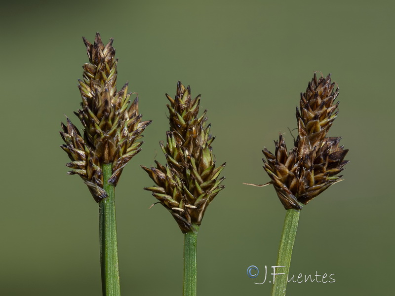 Carex lucennoiberica.07