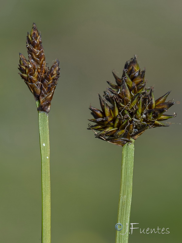 Carex lucennoiberica.08