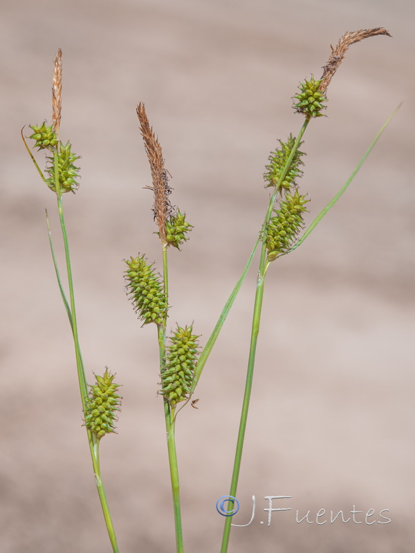 Carex mairei.03