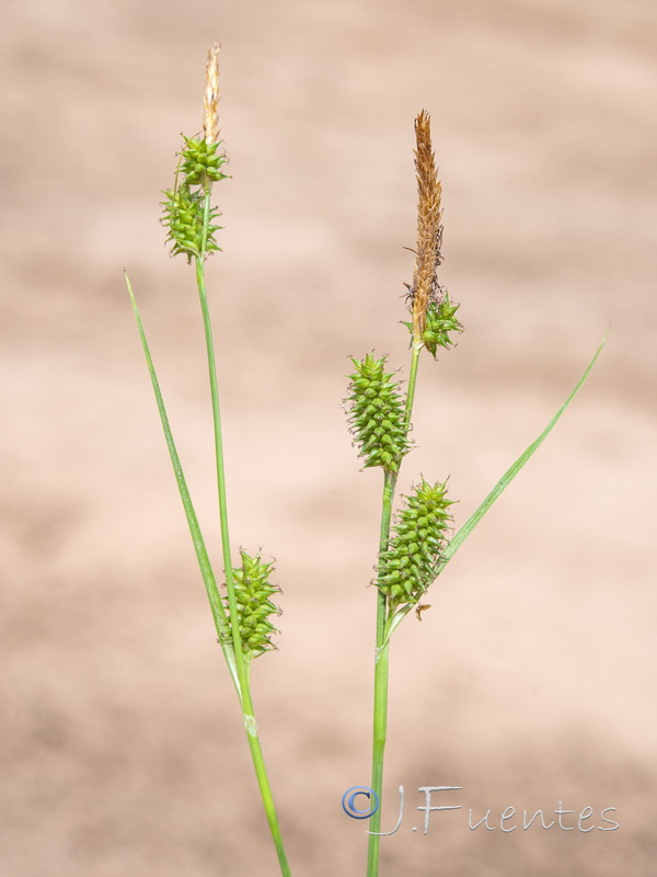 Carex mairei.04