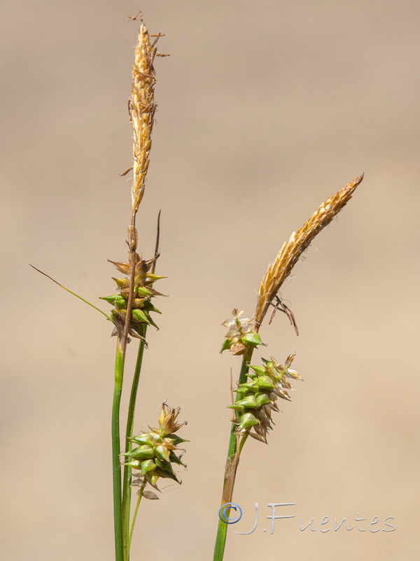 Carex mairei.03