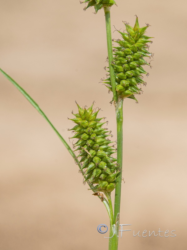 Carex mairei.04