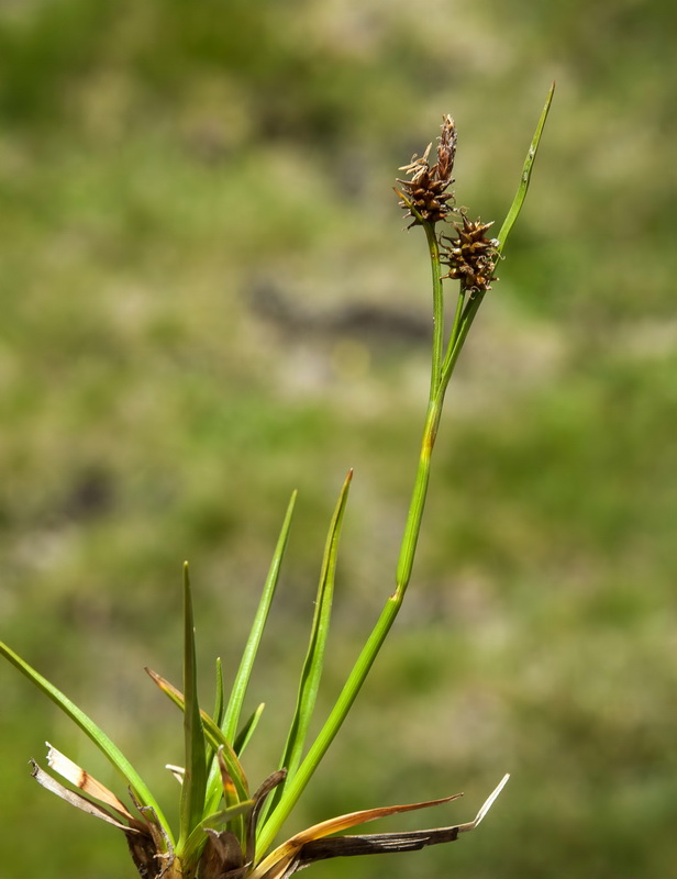 Carex nevadensis.01