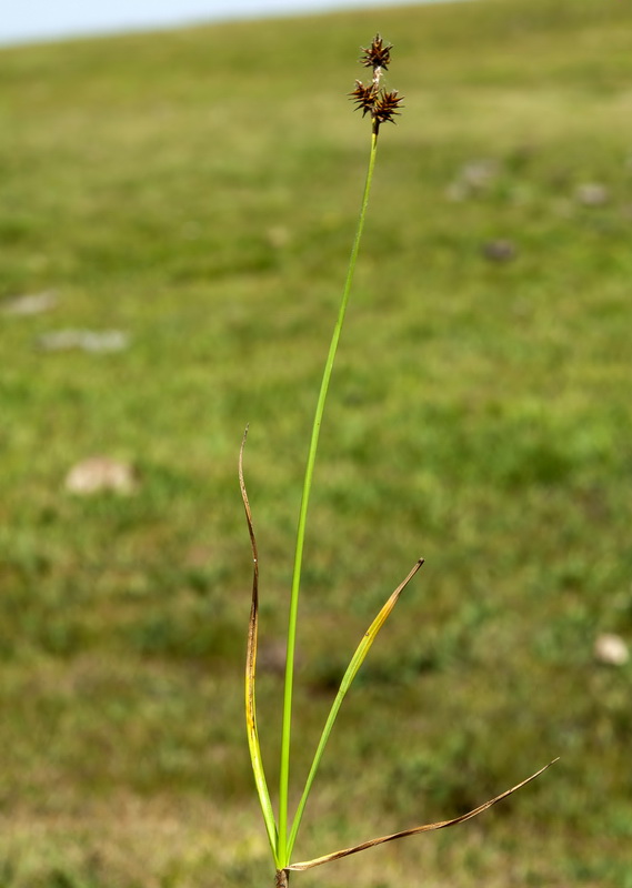 Carex nevadensis.02