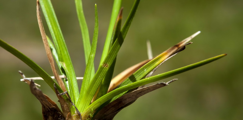 Carex nevadensis.03