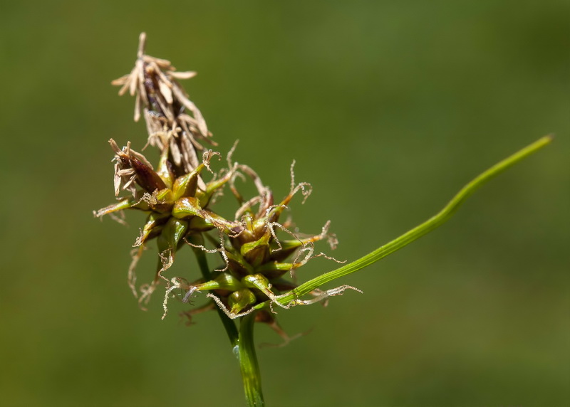 Carex nevadensis.07