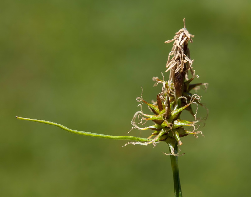 Carex nevadensis.08