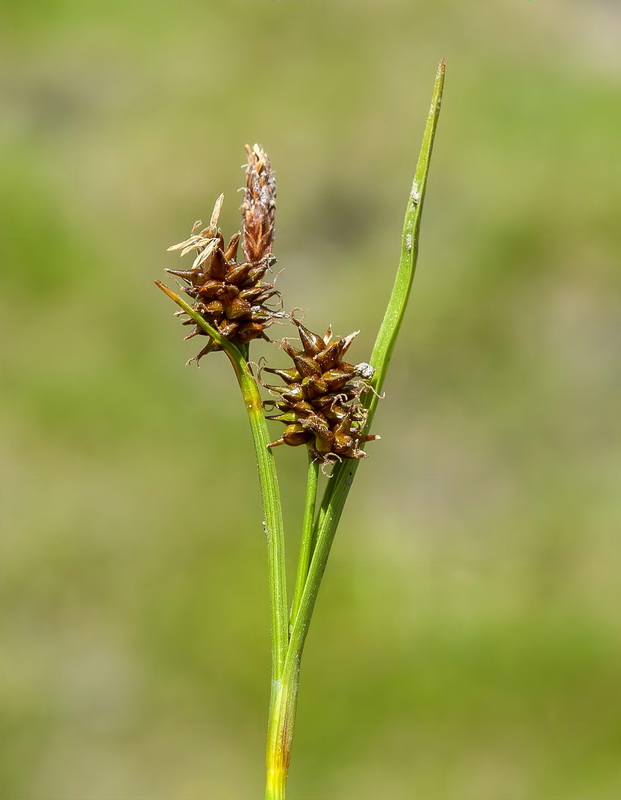 Carex nevadensis.10