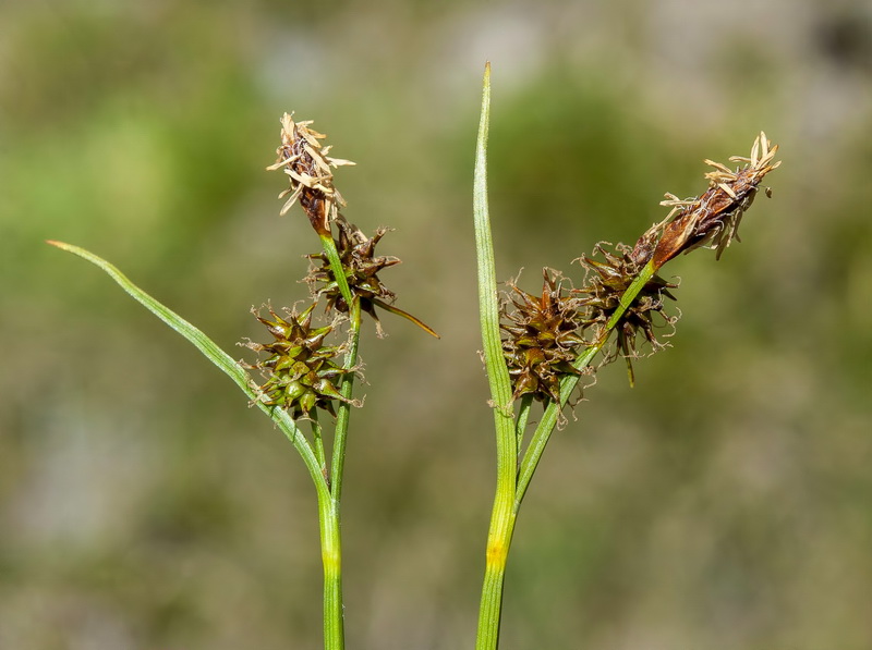 Carex nevadensis.11