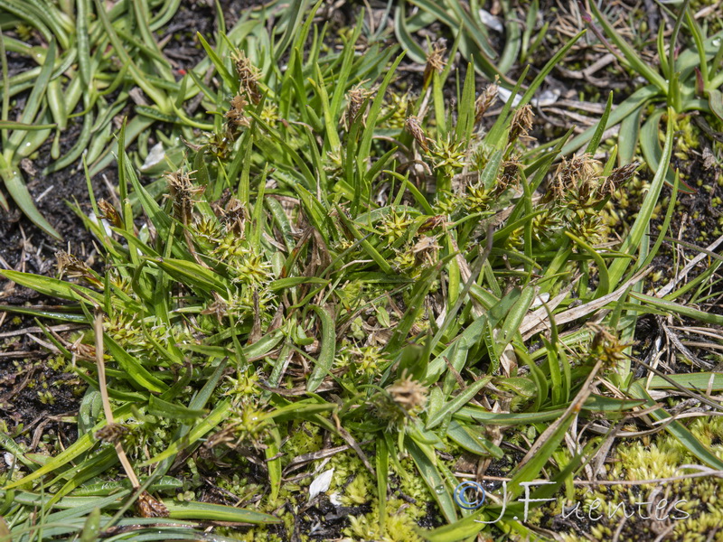 Carex nevadensis.13